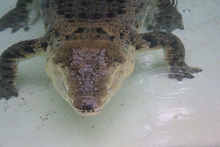 De zoutwaterkrokodil was reden genoeg voor ons om niet in de rivier te zwemmen