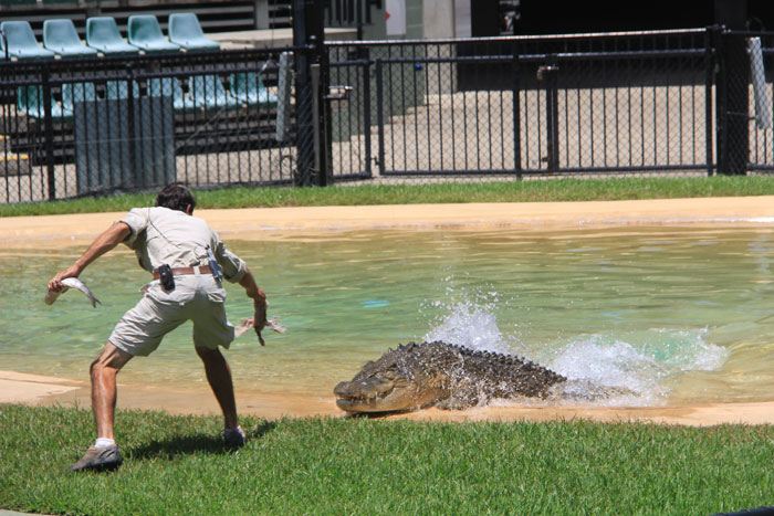 Crocshow