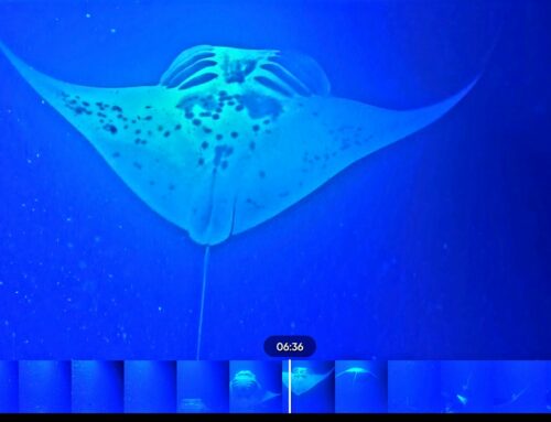 Shoppen, beach en zwemmen met Manta Rays